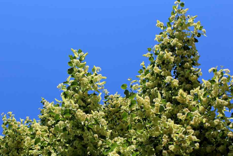 Plantes apaisantes et remèdes doux contre les troubles urinaires-jamène le Dessert Plantes apaisantes et remèdes doux contre les troubles urinaires-jamène le Dessert
