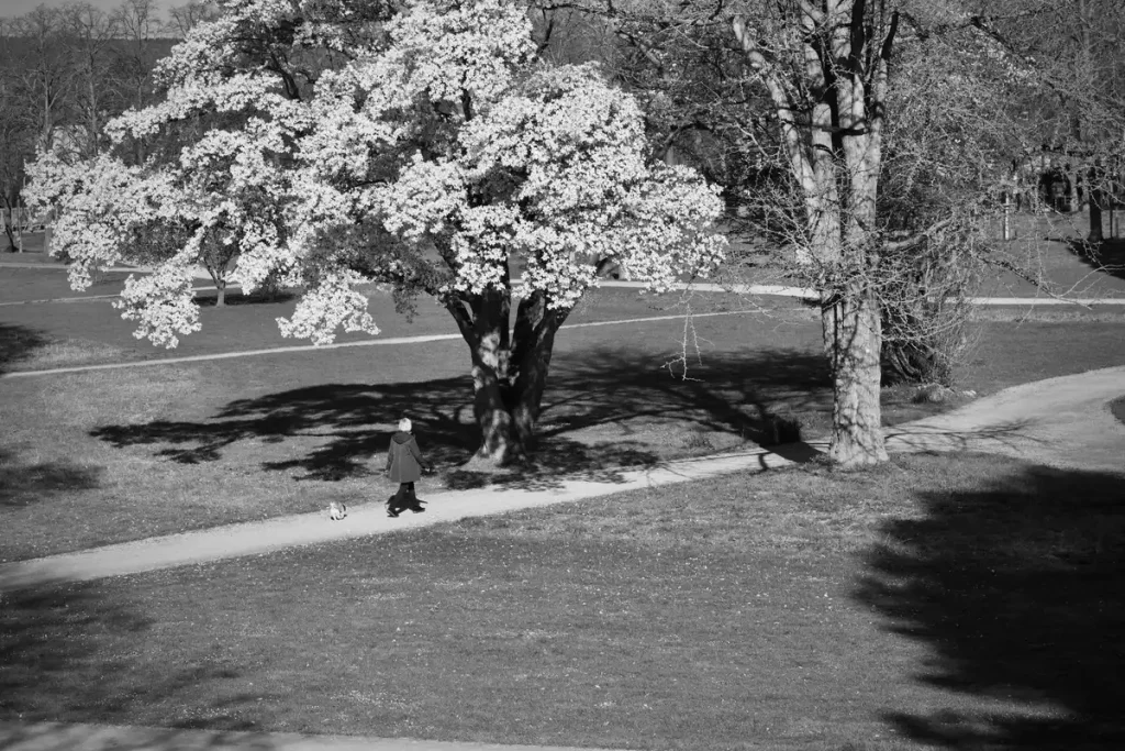 Femme marchant dans un parc avec une posture alignée et les bras en mouvement