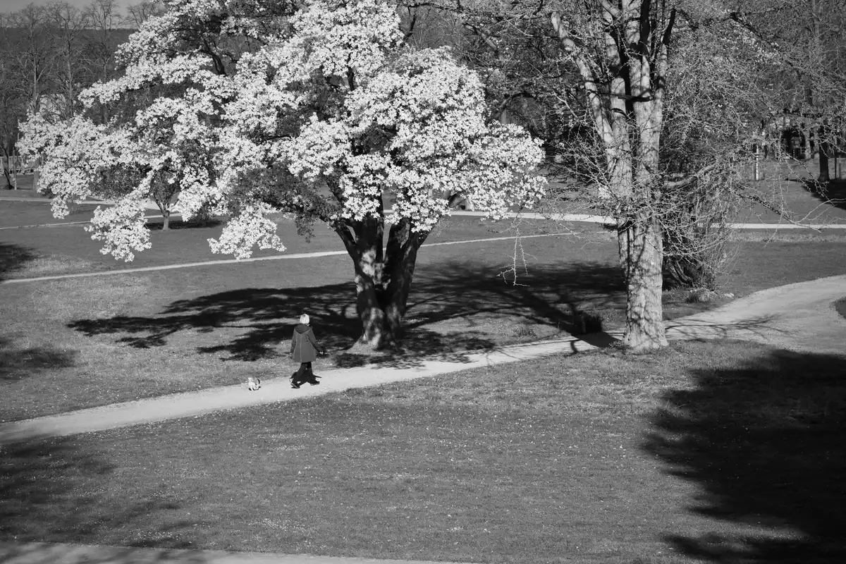 Femme marchant dans un parc avec une posture alignée et les bras en mouvement