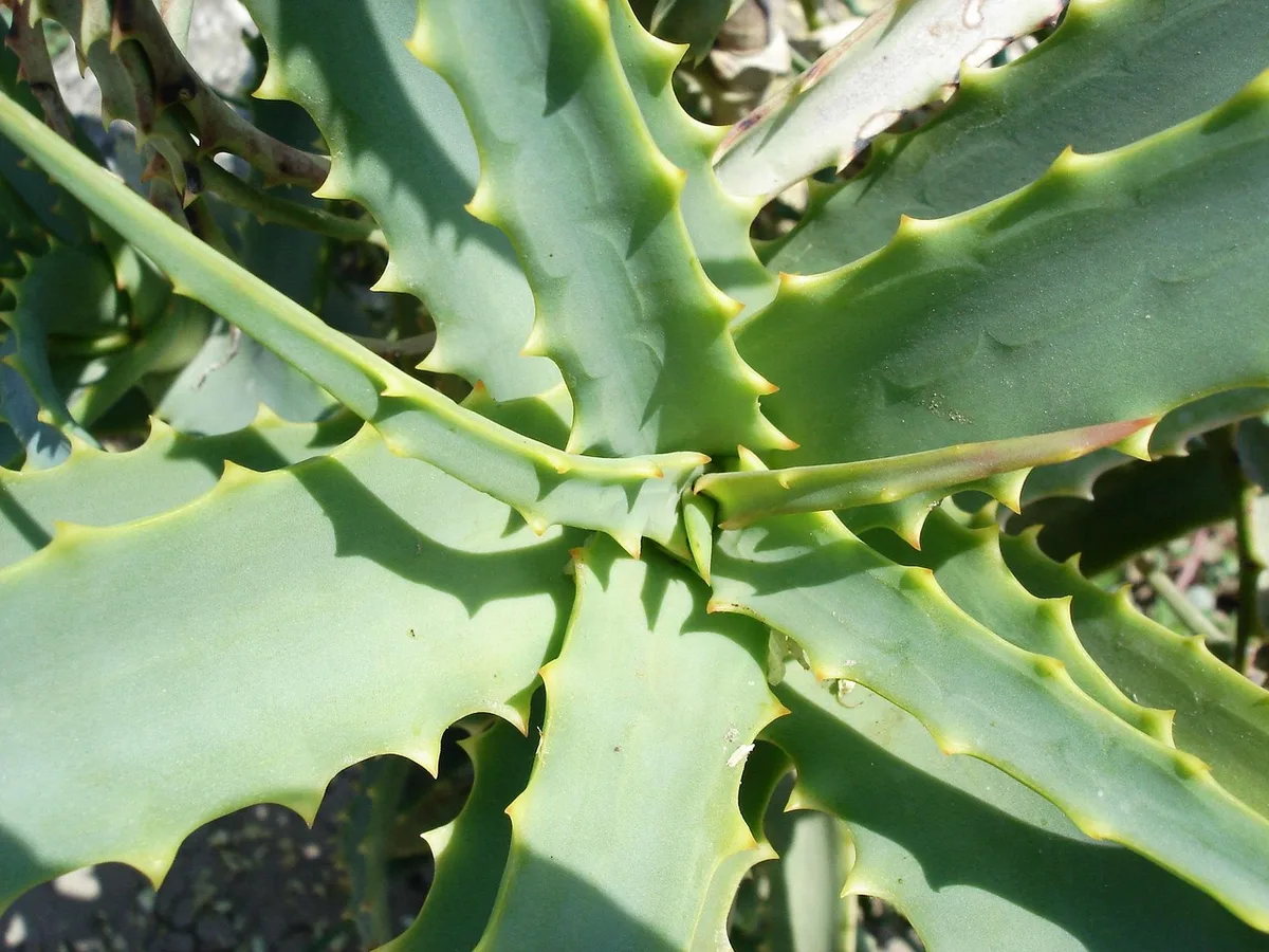 Produits hydratants pour le corps avec aloe vera et glycérine
