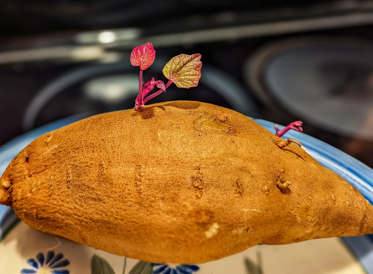 Pousses de brocoli sur un plan de travail de cuisine à la lumière du jour
